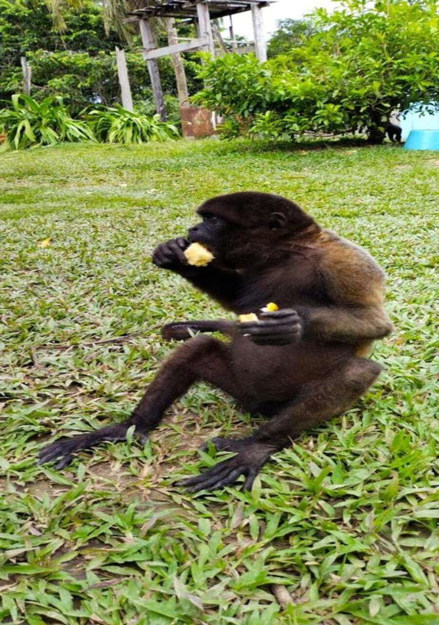Hotel Yurupary Amazonas Leticia Dış mekan fotoğraf